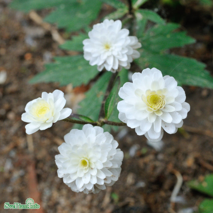 Ranunculus aconitifolius 'Flore Pleno' A-kval
