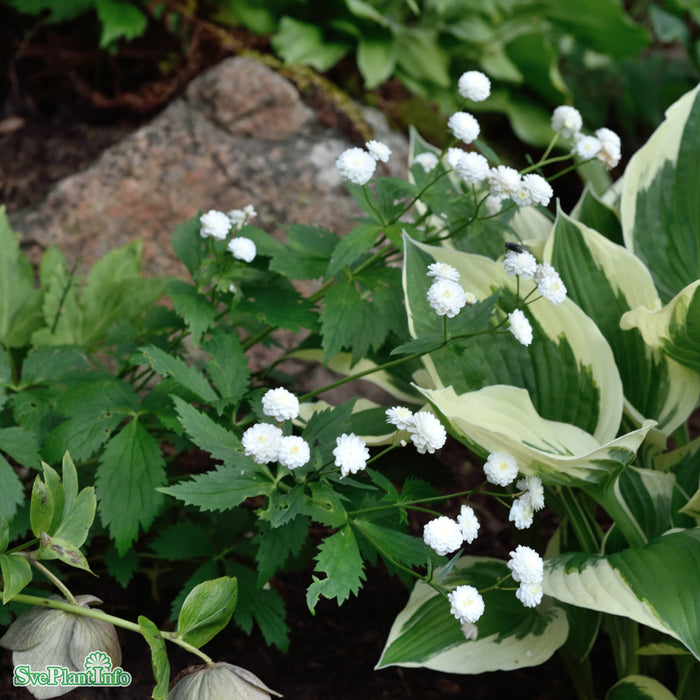 Ranunculus aconitifolius 'Flore Pleno' A-kval