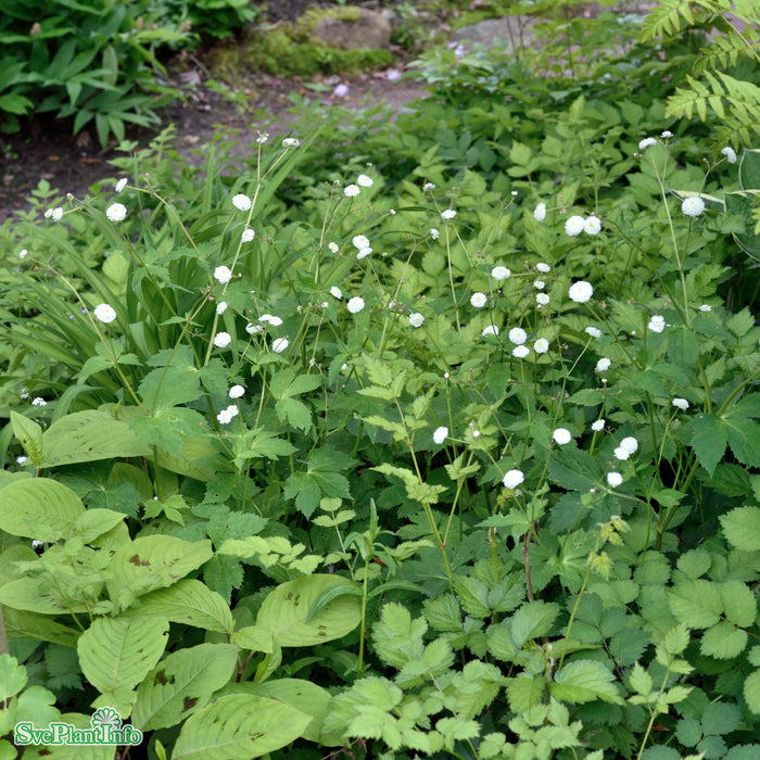 Ranunculus aconitifolius 'Flore Pleno' A-kval