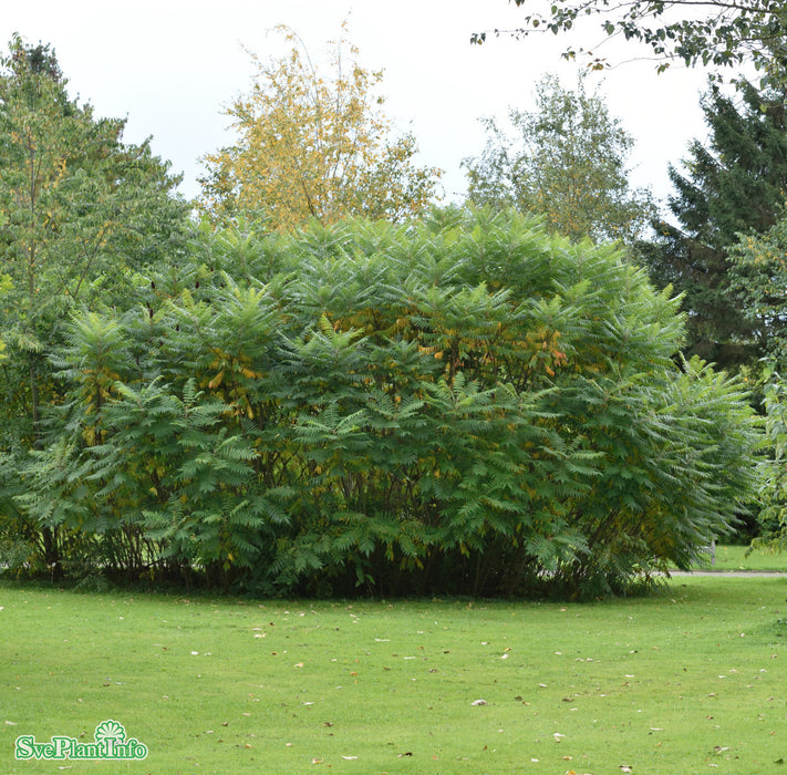 Rhus typhina Solitär C80 300-350cm