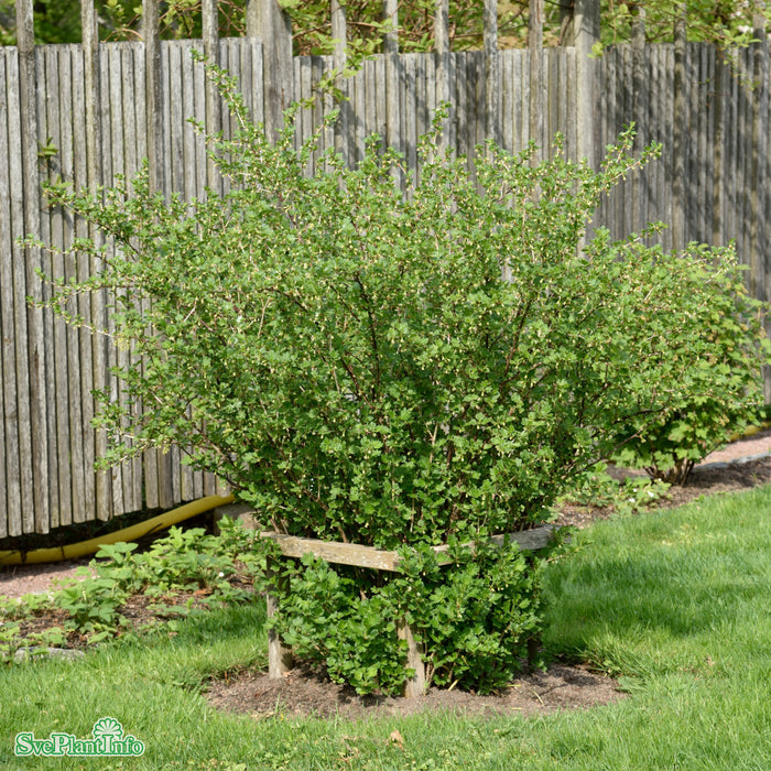 Ribes (Grossularia) Hinnonmäki Röd Busk C3,5