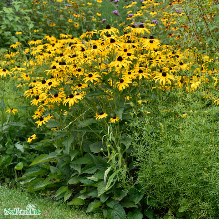 Rudbeckia fulgida var. speciosa 'Goldsturm' A-kval