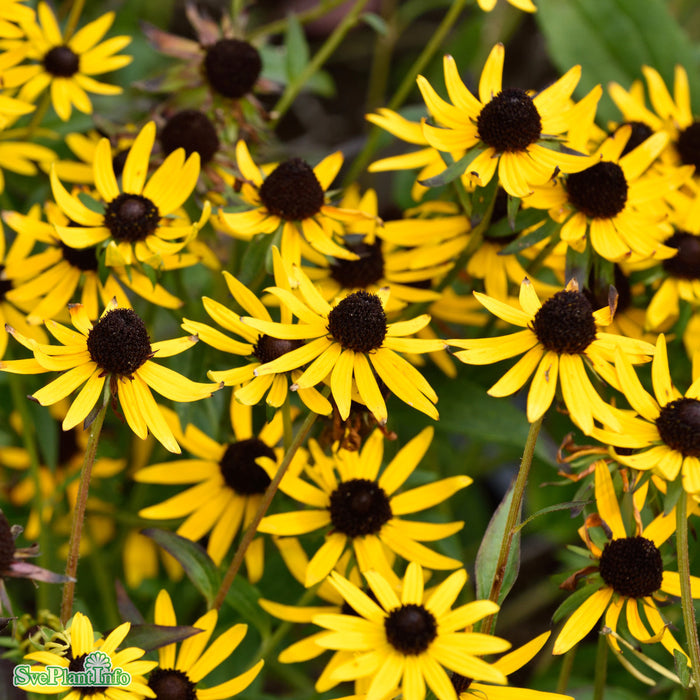 Rudbeckia fulgida 'Little Goldstar' A-kval