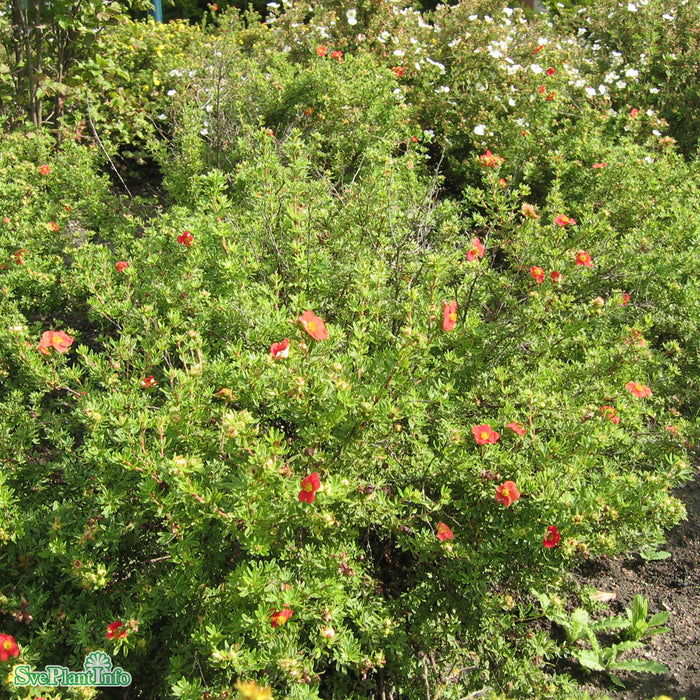Dasiphora (Fruticosa) 'Red Ace' Busk C3,4