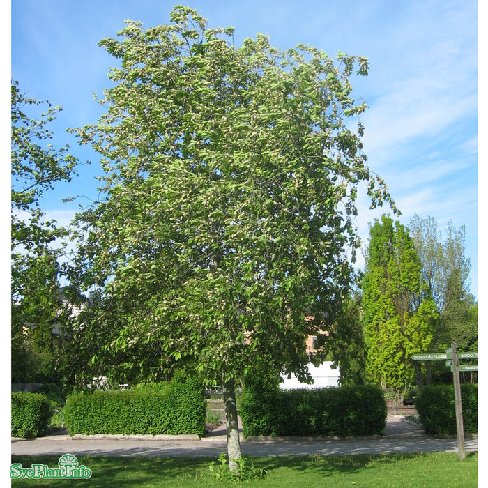 Prunus virginiana 'Shubert' Ungträd 150-200 Co