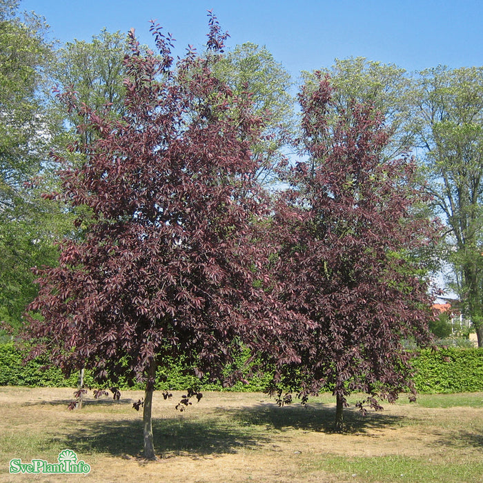 Prunus virginiana 'Shubert' Ungträd 150-200 Co