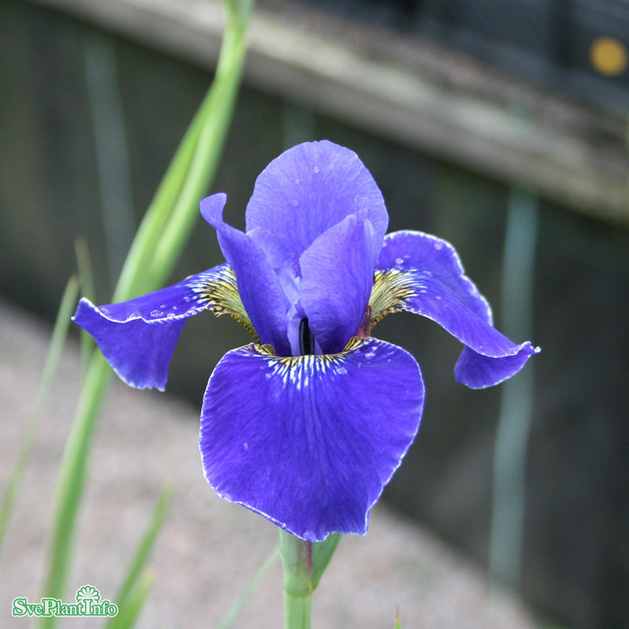 Iris sibirica 'Silver Edge' A-kval
