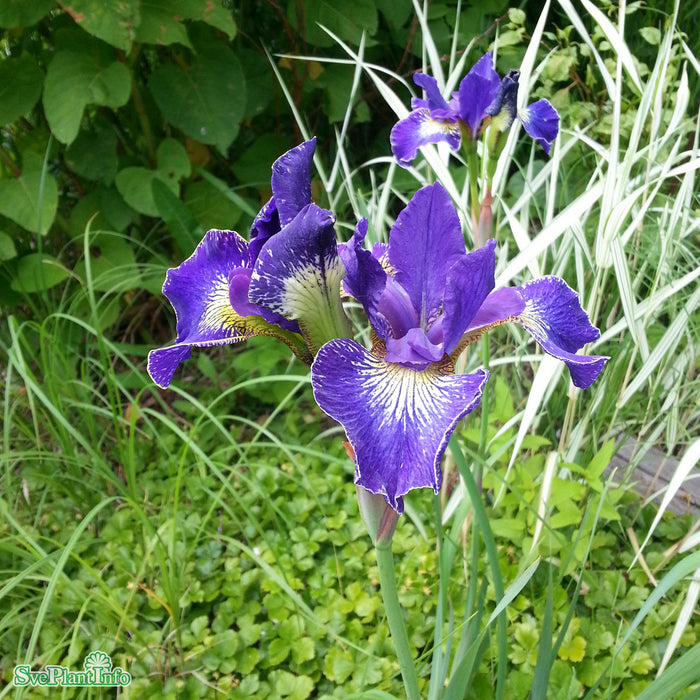 Iris sibirica 'Silver Edge' A-kval