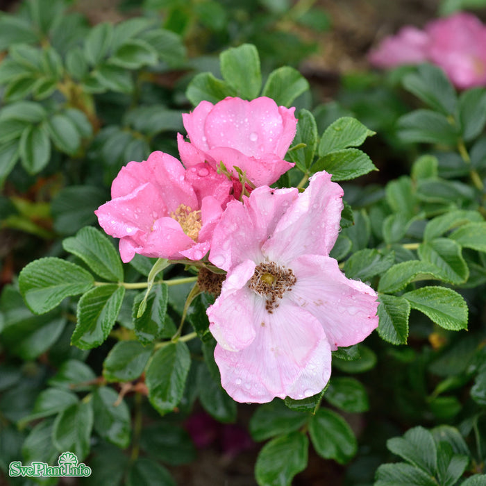 Rosa 'Fru Dagmar Hastrup' Rotäkta Busk C3,5