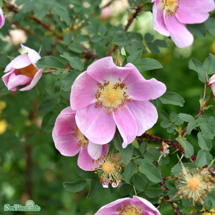 Rosa (Spinosissima) 'Hällestorp' A-kval C4