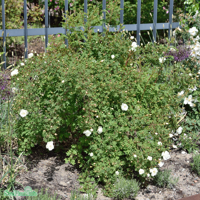 Rosa spinossisima (Plena) 'Valdemarsvik' E C3,5