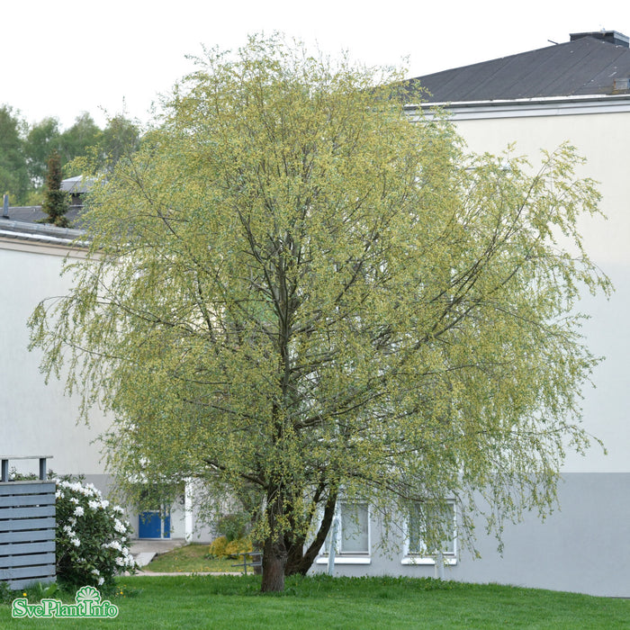 Salix alba var. sericea Ungträd C10 200-250cm