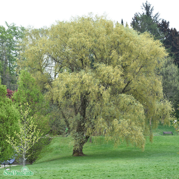 Salix alba var. sericea Ungträd C10 200-250cm