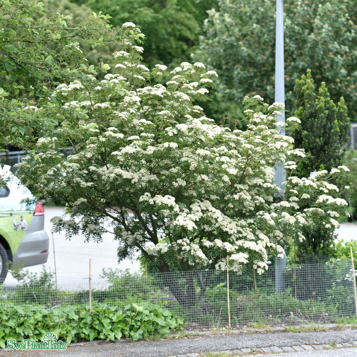 Sorbus commixta Carmencita Ungträd C10 175-200cm