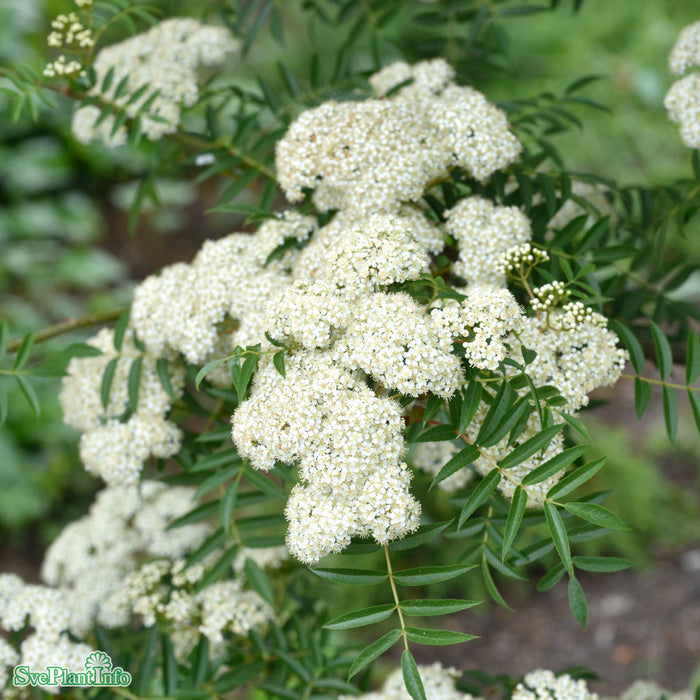 Sorbus commixta Carmencita Ungträd C10 175-200cm