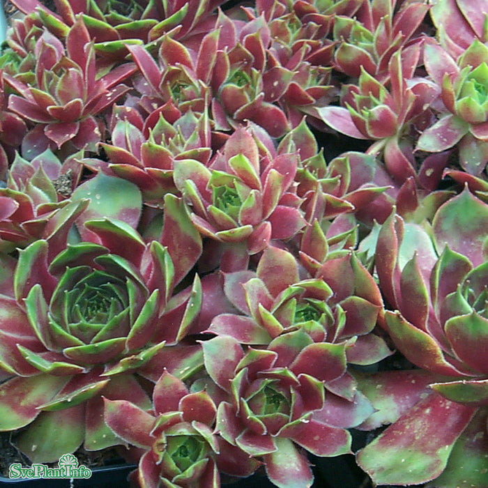 Sempervivum 'Commander Hay' A-kval