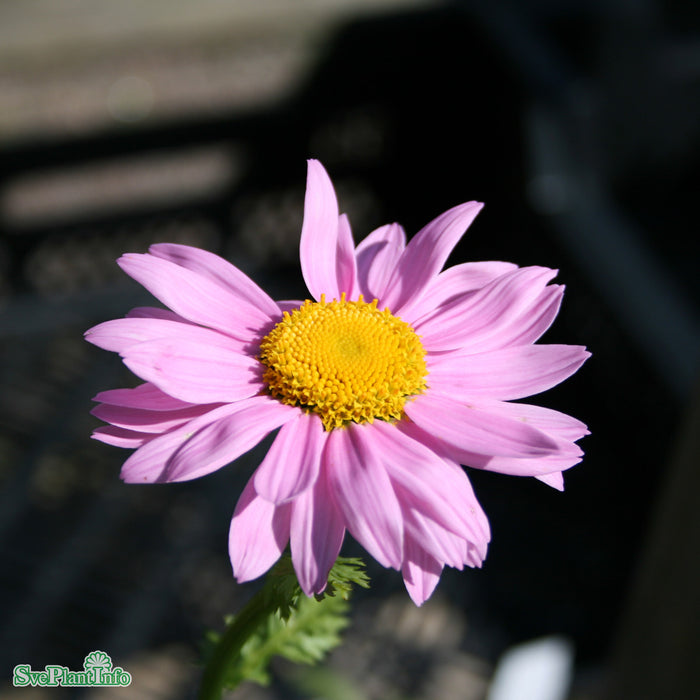 Tanacetum coccineum 'Robinson's Pink' A-kval