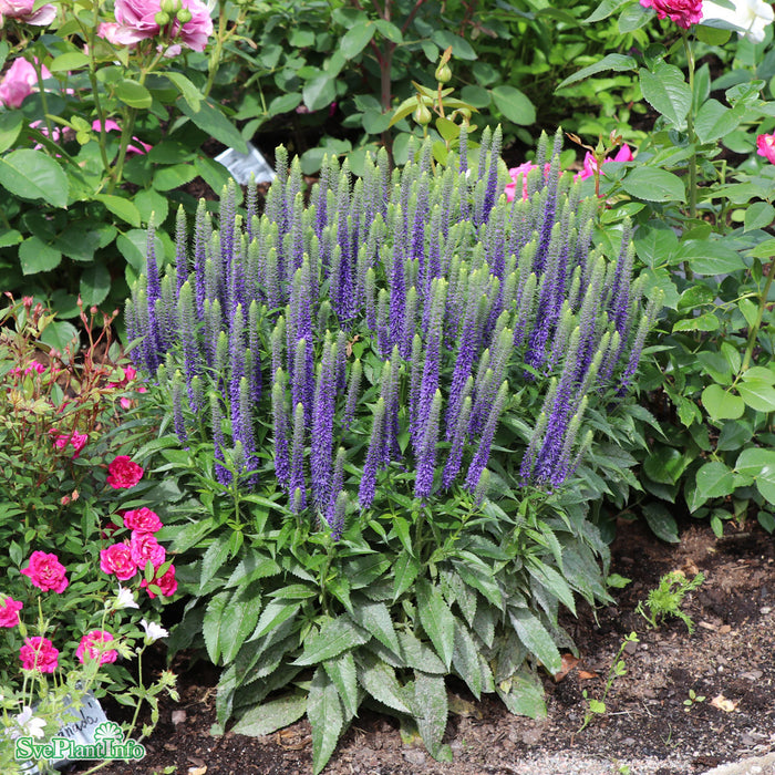 Veronica spicata 'Ulster Dwarf Blue' A-kval