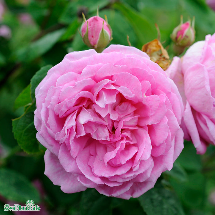 Rosa 'Blomsterhult' Rotäkta C3,5