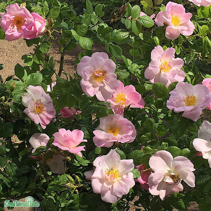 Rosa (Damascena) 'Svea' C3,5