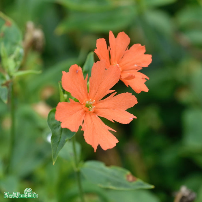 Lychnis cognata A-kval