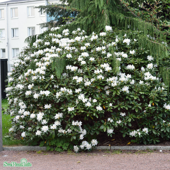 Rhododendron (Caucas.) 'Cunninghams White' C6 40-50cm