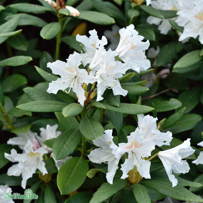 Rhododendron (Caucas.) 'Cunninghams White' C15 60-70cm