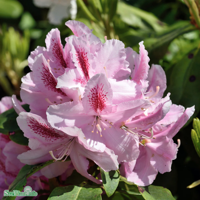 Rhododendron (Caucas.) 'Furnivalls Daughter' C6 30-40cm