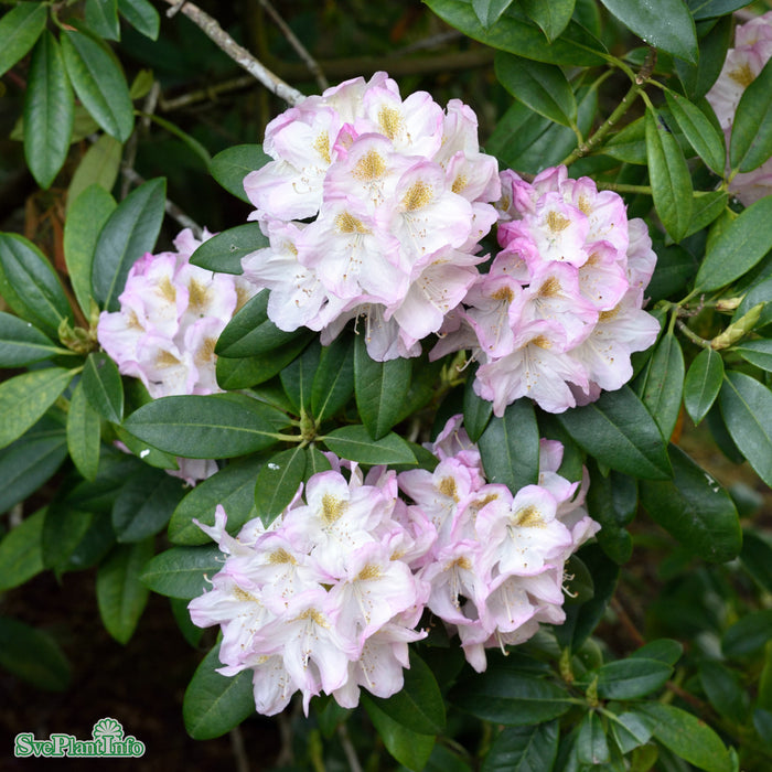 Rhododendron (Insigne) 'Brigitte' C6 30-40cm