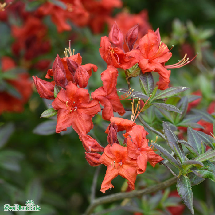 Rhododendron (Knap Hill) 'Fireball' Busk C4,6