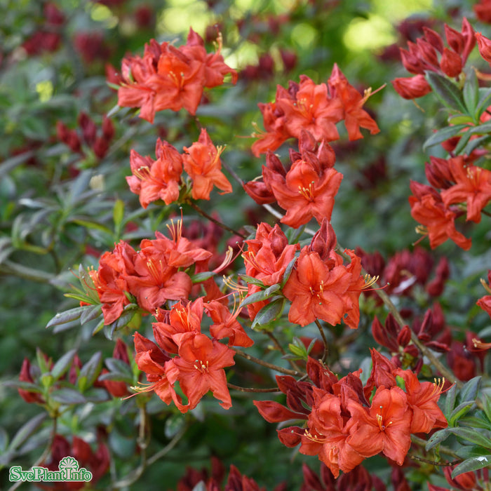 Rhododendron (Knap Hill) 'Fireball' Busk C4,6