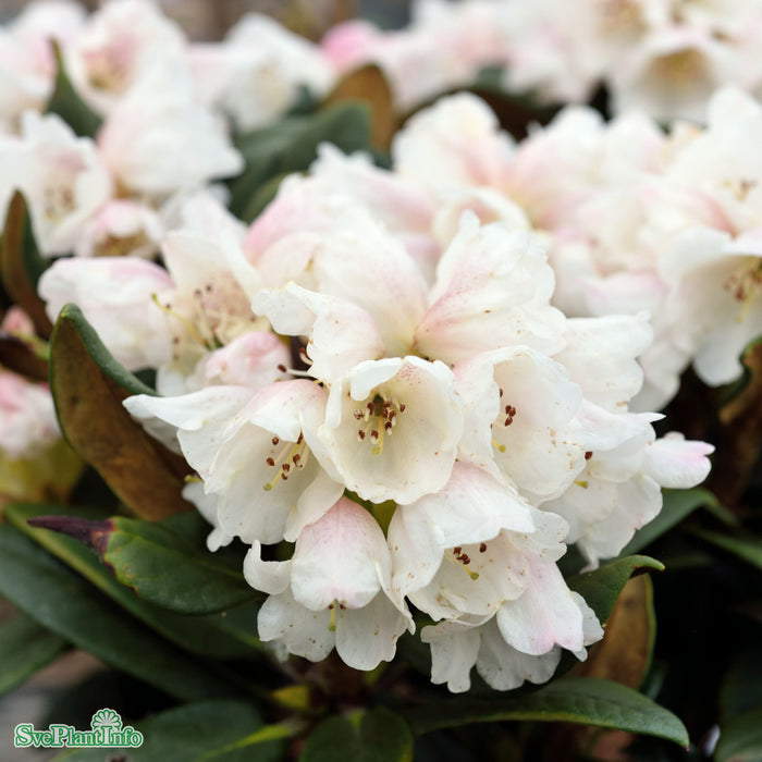 Rhododendron taliense 'Honigduft' Busk C5 30-40cm