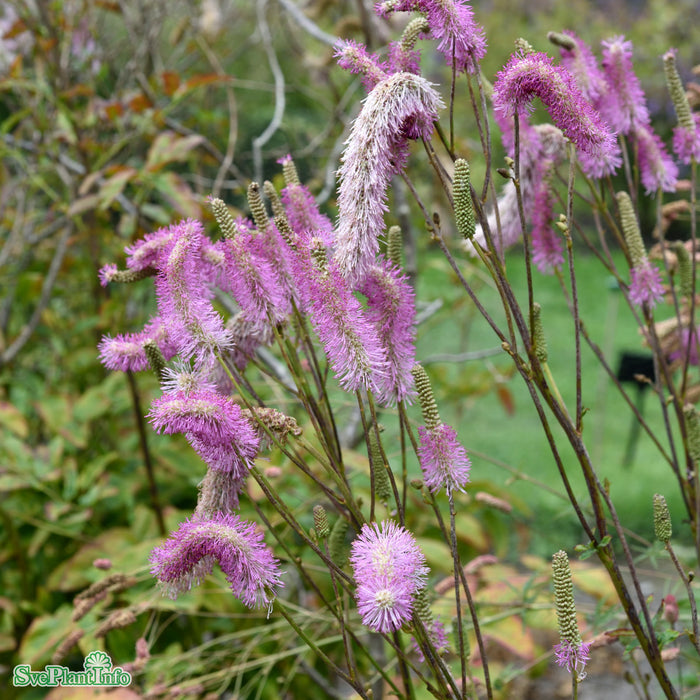 Sanguisorba hakusanensis 'Pink Brushes' A-kval