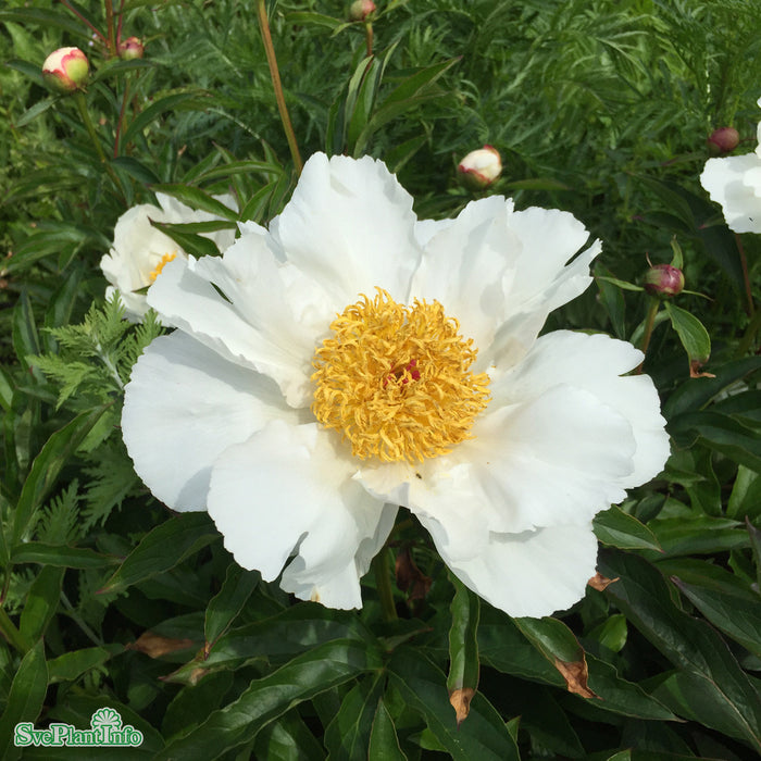 Paeonia lactiflora 'White Wings' A-kval C2