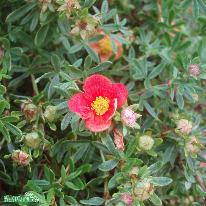 Dasiphora (Fruticosa) 'Red Ace' Busk C3,4