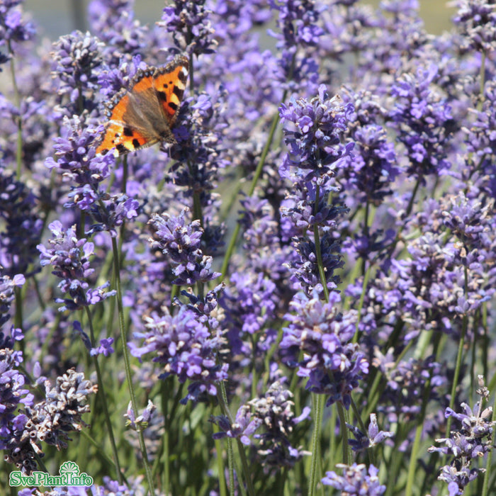 Lavandula angustifolia 'Hidcote Blue'