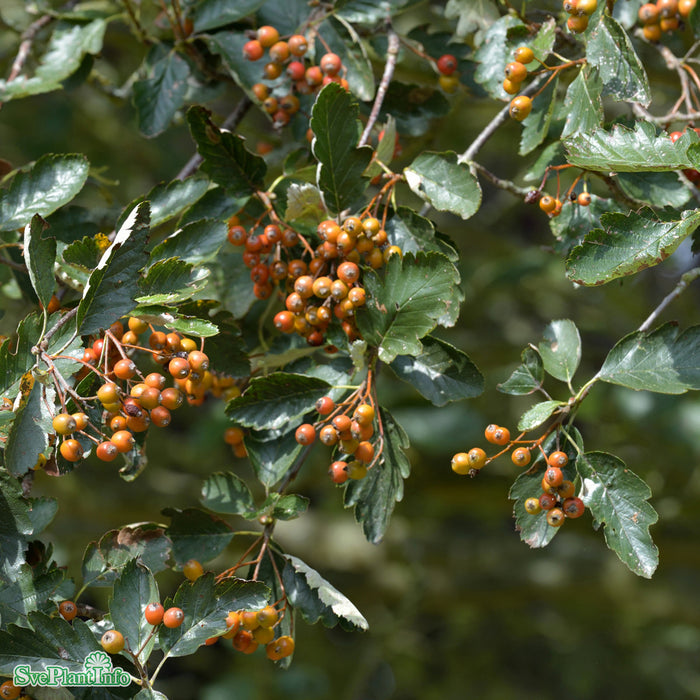 Sorbus intermedia Högstam Kl So 10-12