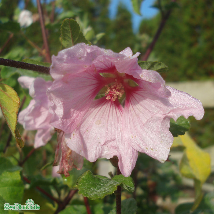 Malva clementii 'Barnsley' A-kval