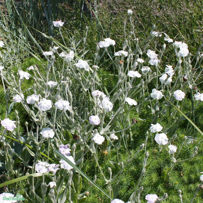 Lychnis coronaria 'Alba' A-kval
