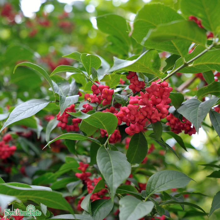 Euonymus planipes Solitär Kl 80-100cm