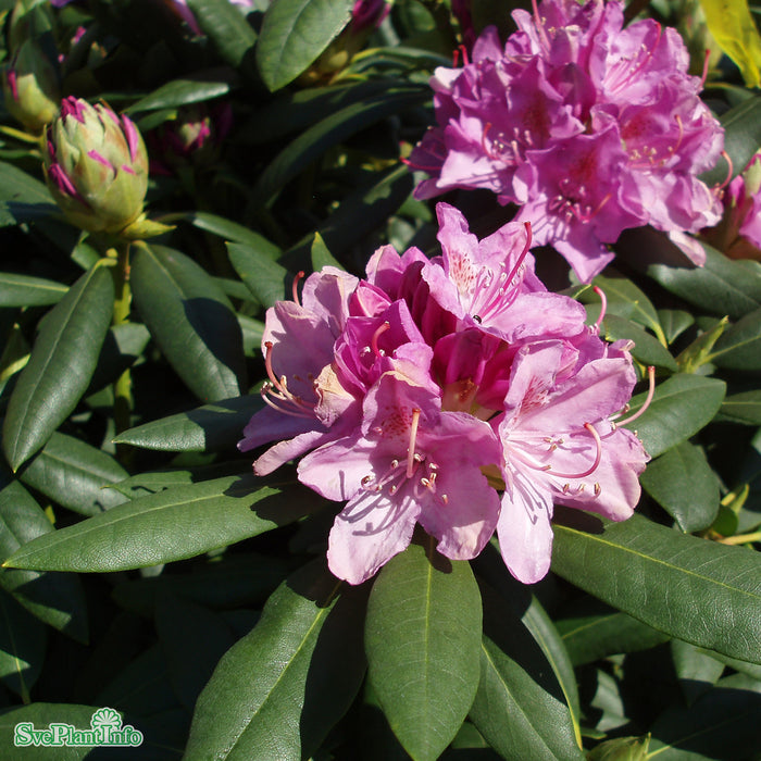 Rhododendron (Cataw.) 'Roseum Elegans' C6 40-50cm