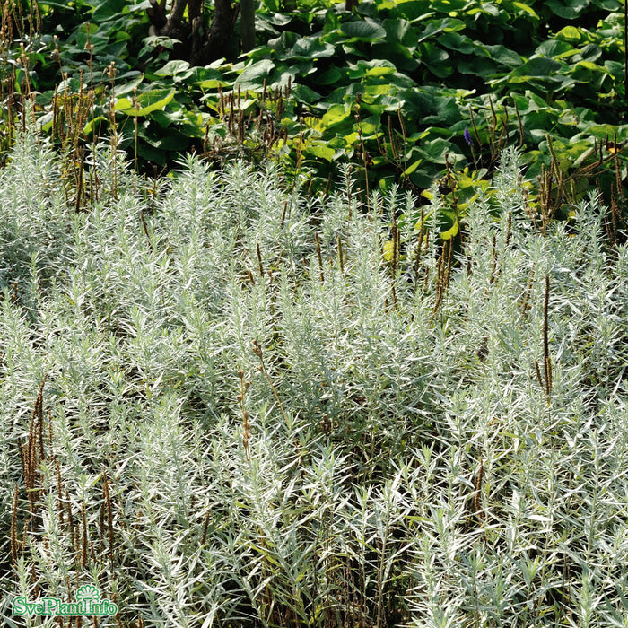 Artemisia ludoviciana 'Silver Queen' A-kval