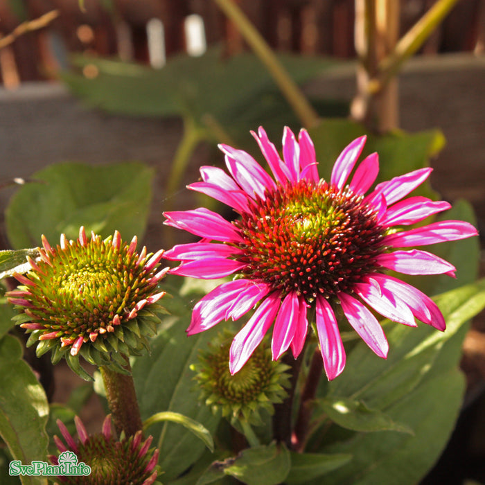 Echinacea 'Fatal Attraction' A-kval
