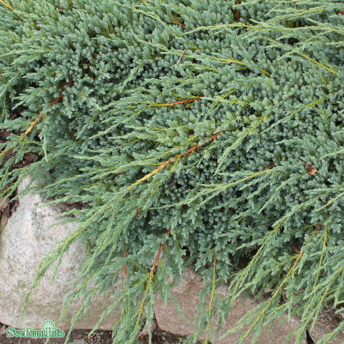 Juniperus squamata 'Blue Carpet' C 4,6 30-40cm