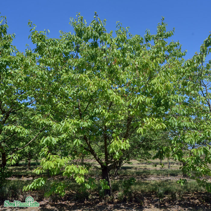 Prunus avium 'Gårdebo' E Colt Stam 2-års A-kval Co