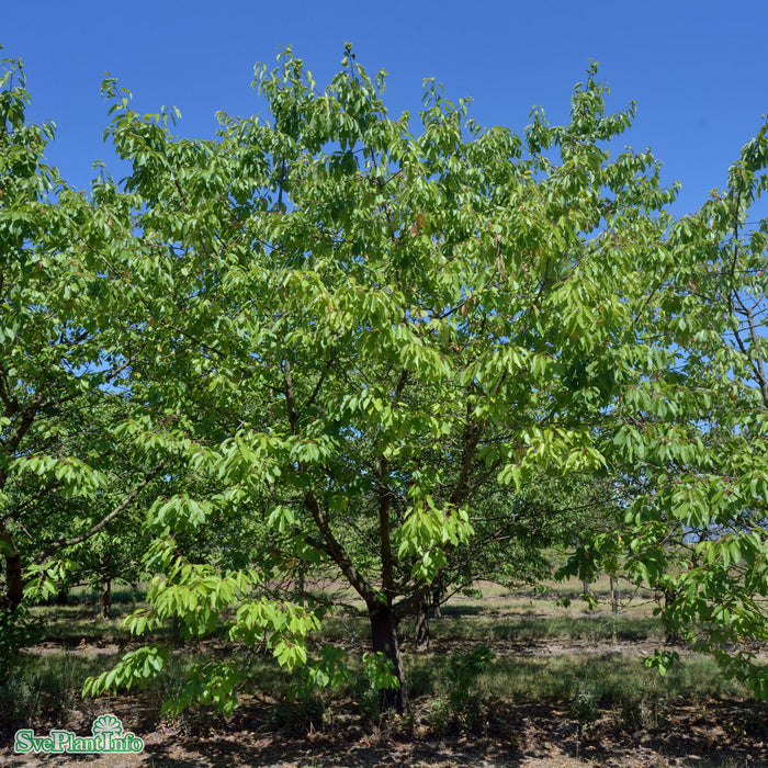 Prunus avium 'Gårdebo' E Colt Stam 2-års A-kval  Co