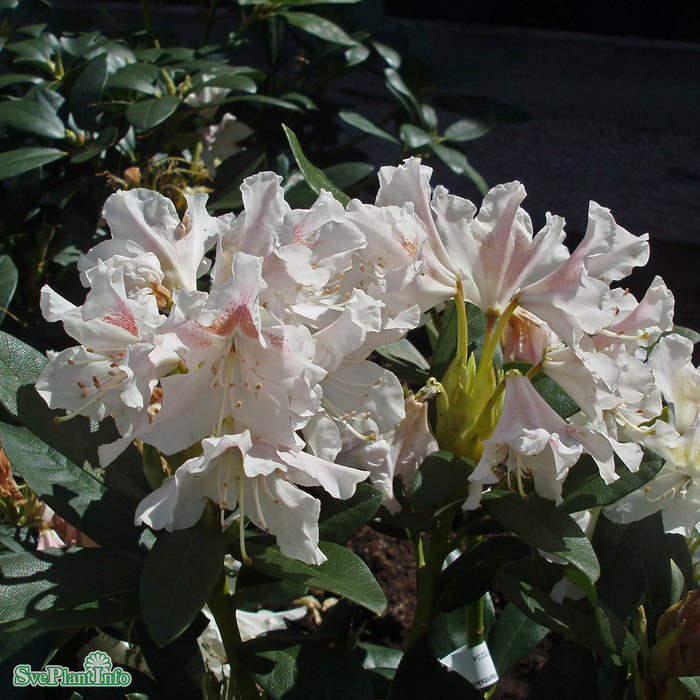 Rhododendron 'Cunningham's White' Solitär Kl B 80-90cm