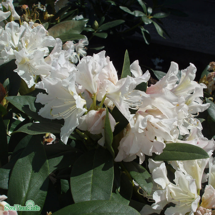 Rhododendron (Caucas.) 'Cunninghams White' C15 60-70cm