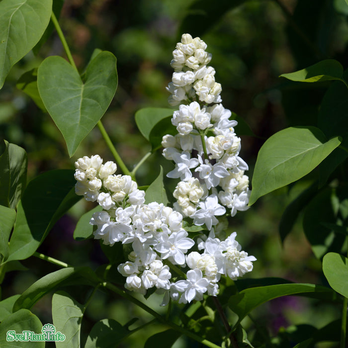 Syringa vulgaris 'Mme Lemoine' Busk C5