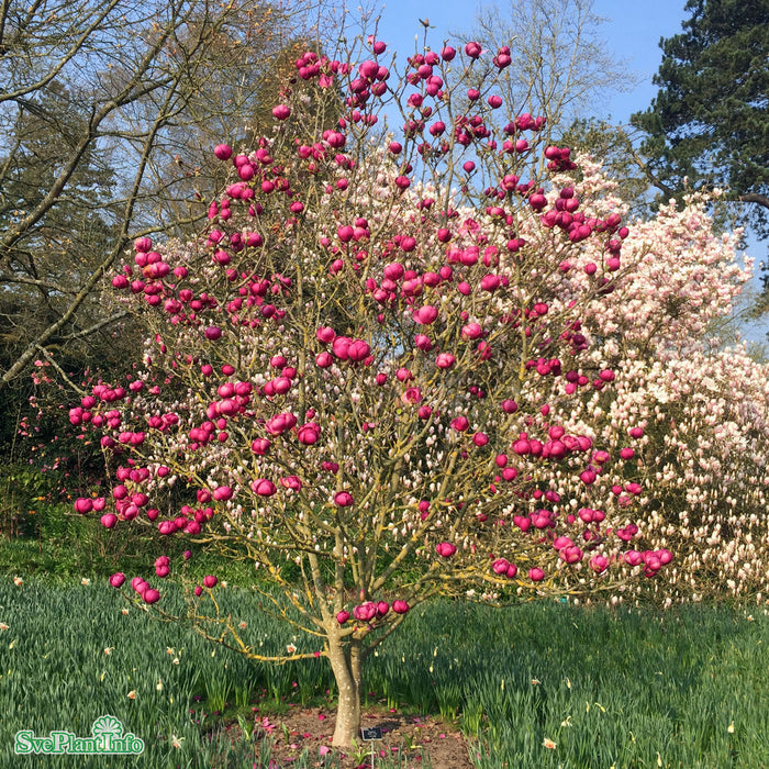 Magnolia 'Black Tulip' Stam C12 130cm